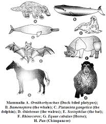 Which is the largest cell in kingdom animalia. What Are The Characteristics Of The Kingdom Animalia A Plus Topper