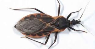 Voce Nao Detesta Quando Esta Relaxado Em Sua Casa E De Repente Aparecem Alguns Insetos Irritantes Para Perturbar Sua Tranquilidade Pa Doenca De Chagas Insetos