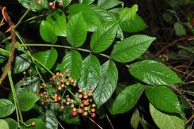 Image result for Meliaceae