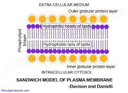 Check spelling or type a new query. Plasma Membrane Structure Molecular Models Difference Between Prokaryotic And Eukaryotic Plasma Membranes Study Score