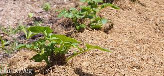 You can also use a watering can with a sprinkle nozzle. 4 Clever Ways To Save Water In The Vegetable Garden