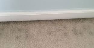 Check spelling or type a new query. How To Remove Black Mold From On And Under Carpets