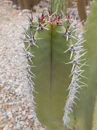 Image result for Lophocereus