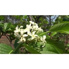 Image result for Holarrhena pubescens