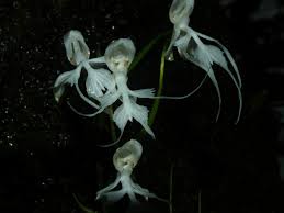 Image result for Habenaria adolphi