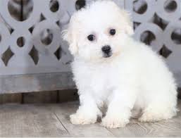Prices will vary from breeder to breeder so make sure you check the ones in your local area. Bichon Frise Puppies For Sale Lawrenceville Ga 321350