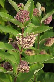 Common Milkweed Pollinator Garden Milkweed Milkweed Plant