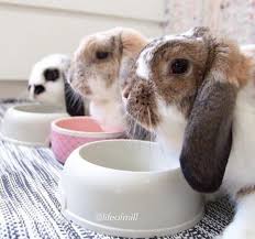 How To Take Care Of Your Rabbit Bunny Care Rabbit Kitten Care