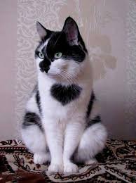 Beautiful Black And White Cat Pictures Beautiful Black And White Cat In A Sitting Position Click On Picture To See More Beautiful Cats Cute Animals Kittens