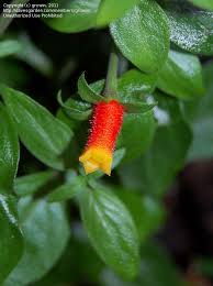 Image result for Manettia