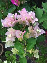 Aku duduk di bangku kelas 1 di sman 1. Thissss Is Chitra Batikkk Cralls Garden Bougainvillea Facebook