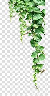 Common Grape Vine Portable Network Graphics Ivy Grape Transparent Background Png Clipart Grape Tree Creepers Plants Plants