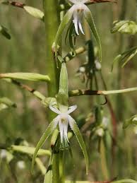 Image result for Habenaria nyikana