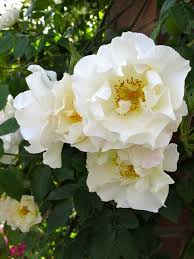 Mountain Snow Rose Snow Rose Rose Beautiful Flowers