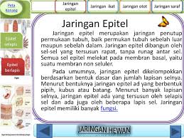 Peta konsep pengertian sistem saraf penyusunan sistem saraf pembagian sistem saraf fungsi sistem saraf. Ppt Jaringan Hewan Vertebrata Powerpoint Presentation Free Download Id 2610541