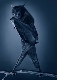 Ever Wondered What Spooky Animal You Might Be In Another Life Your Personality Reflects What You Have Been Or Wha Animals Beautiful Animal Photography Animals