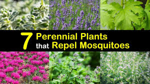We did not find results for: 7 Perennial Plants That Repel Mosquitoes And Keep Flies Away