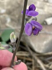 Image result for Neorautanenia mitis