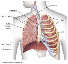 In most tetrapods, ribs surround the chest, enabling the lungs to expand and thus facilitate breathing by expanding the chest cavity. Diaphragm Definition Function Location Britannica