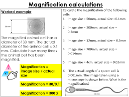 Cell structure eukaryotic cells contain many organelles: Cells Plant And Animal Cells And Magnification Teaching Resources