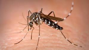 Furthermore, a new outbreak occurred in 2010. West Nile Virus Cases Rise In Romania Kill Two Transylvania Now