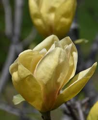 Image result for magnolie sunsation