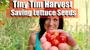 Tomato plants should be grown in a warm areas and receive plenty of sunlight, so choose a sunny spot in your garden. Tiny Tim Tomato Harvest Saving Lettuce Seeds Youtube