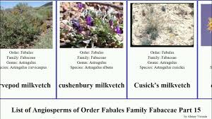 Image result for Cryptosepalum maraviense