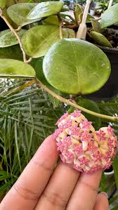 Image result for Carvalhoa macrophylla