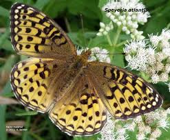 Image result for Sartidia angolensis