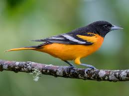 New world warblers, mitrospingid tanagers. Baltimore Oriole East Celebrate Urban Birds