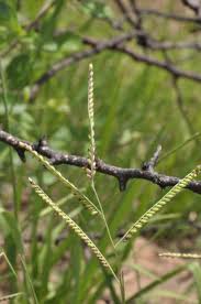 Image result for Urochloa oligotricha