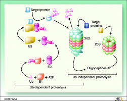 20s proteasome分子集合には、pac1, 2, 3, 4(pba1, 2, 3, 4), ump1の分子シャペロンにより、正しく形成される。 19s複合体 （rp:regulatory particle, pa700） 筒状の20sプロテアソームの両端に結合し、蓋のような役割を果たす。 Proteasome Inhibitors In Cancer Therapy Lessons From The First Decade Clinical Cancer Research