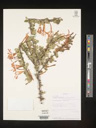 Image result for Turraea mombassana