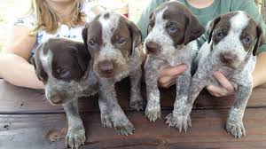 German Shorthaired Pointer Price Range Gsp Puppies For Sale Price List