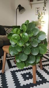 Plants flowers chinese money tree. My Pilea Peperomioides Going Strong Chinese Money Plant Houseplants