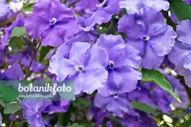 Image result for Brunfelsia pauciflora