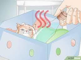 How To Save A Dying Kitten 12 Steps With Pictures Wikihow