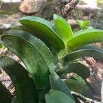 Image result for Calyptrochilum