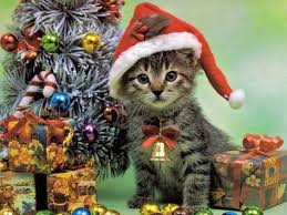 Here you can find the best christmas cat wallpapers uploaded by our community. 28 Christmas Cats Wallpapers Ideas Christmas Cats Cat Wallpaper Cats