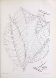 Image result for isolona