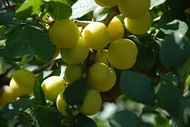 Image result for prunus domestica oullins