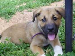 We did not find results for: Mixed Breed Dog Pictures With Bios 17
