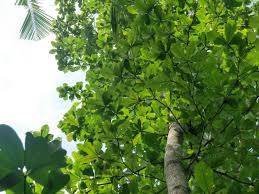 Daun ketapang untuk ikan cupang terkhusus daun ketapang kering dapat menghasilkan zat organik guna menurunkan kadar ph serta menyerap zat kimia dalam air. Resepi Daun Ketapang Hormon Pengakaran Dan Booster Untuk Tanaman Impiana