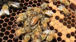 A colony may typically consist of tens of thousands of individuals. New Queen Bee Installation Results Youtube