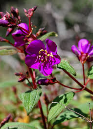 Image result for Dissotis