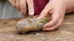 Climate is a factor in any plant you grow. How To Plant Potatoes Garden Gate