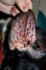 Image result for abscess dog's ear flap