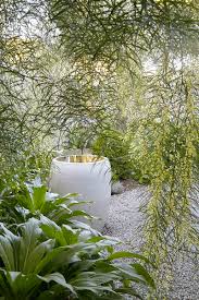 Image result for Acacia pentagona