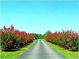 Photo of tree lined driveway in rural maryland during summer. Line Your Driveway With A Beautiful Canopy Of Summer Time Color The Crape Myrtle Company